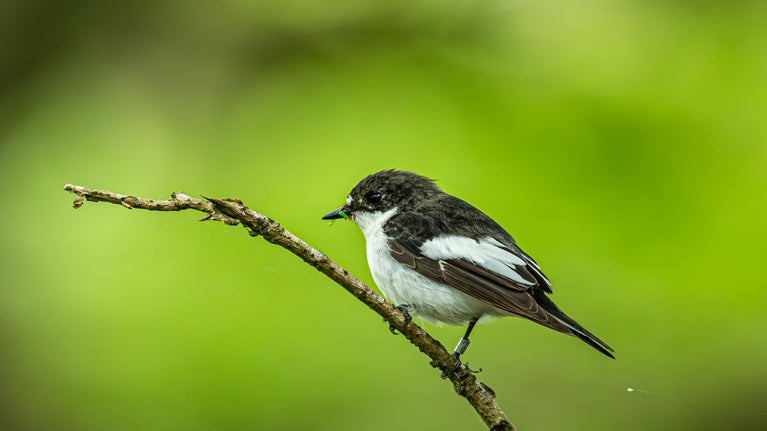A black and white bird sat on a twig with greenery in the background and a green caterpillar in its beak